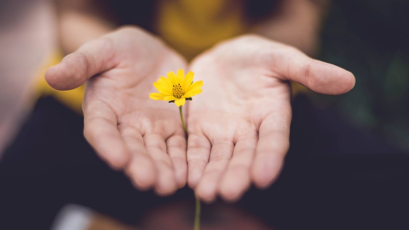 An open hand holding a small yellow flower